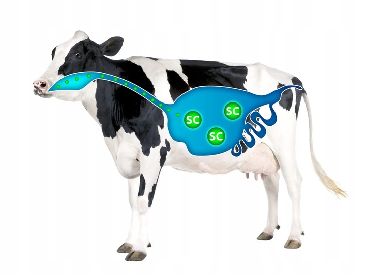 Mieszanka z aktywnymi drożdżami Rumen Aktiv 25kg - obrazek 2