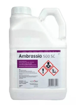 Ambrossio 500 S.C.